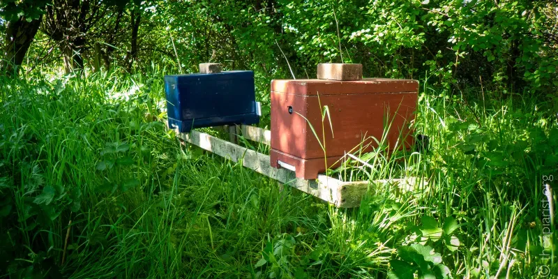 Two polystyrene bee hives, one read and one blue, on a wooden stand in a shaded green woodland