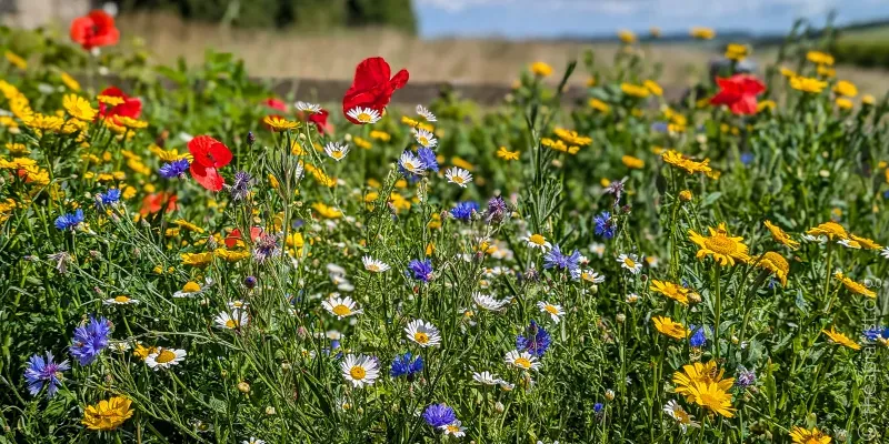 A dazzling array of yellow, blue and white wildflowers on a sunny day