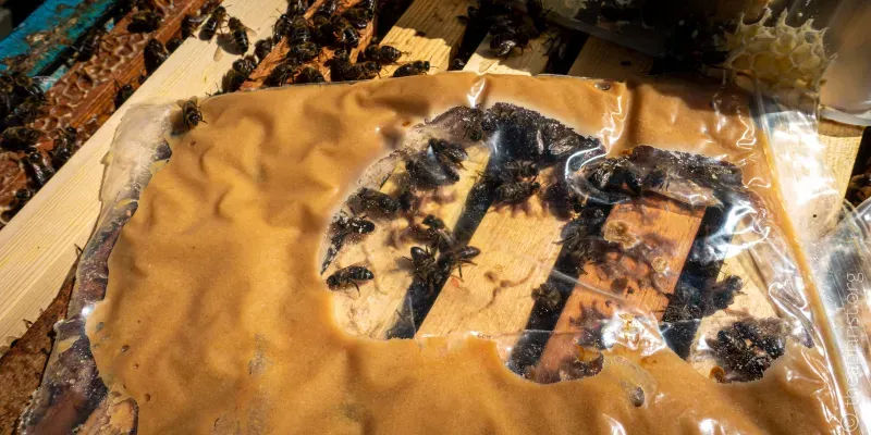 A view of an open beehive with bees feeding on a protein-rich supplement provided in a clear plastic bag
