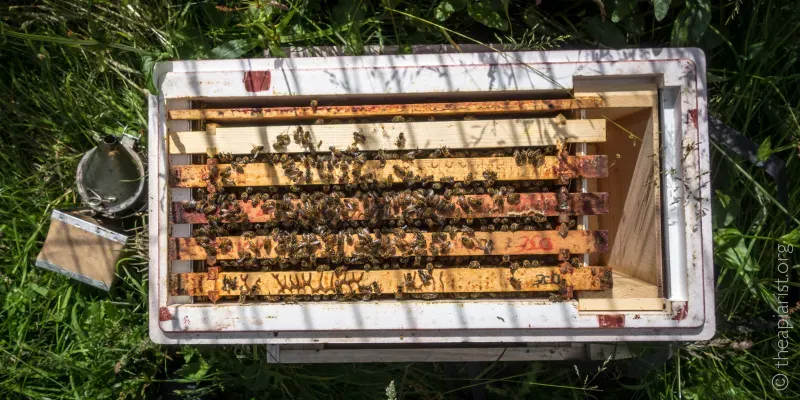 A view from above of a polystyrene nucleus hive containing frames of bees and brood, with a smoker on the left hand side, all sitting in long grass.