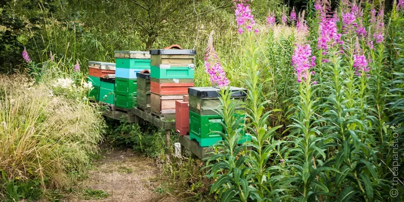 A row of beehives on wooden stands in an overgrown meadow, with purple flowering rosebay willowherb in the foreground.