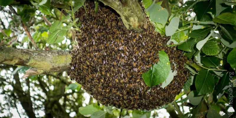 A small swarm of honey bees in an tree
