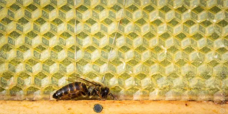 A queen bee on a frame from a beehive