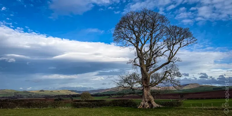 A lone sycamore tree silhouetted against a distant view of the Cheviot hills