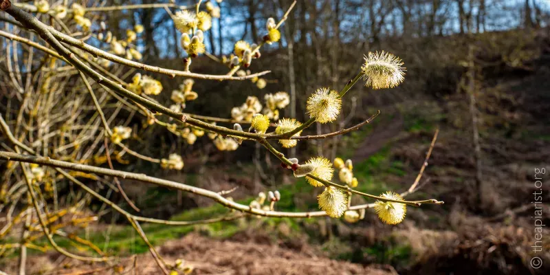 Flowering willow tree