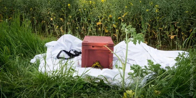 A poly beehive sitting on a white sheet in a field, with bees clustered around the entrance