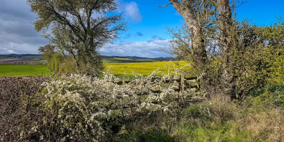 A spring scene of a hedgerow with blossoming hawthorn, a field of oil seed rape turning yellow in the background, all under a blue sky