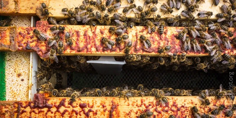 A view between the frames of a beehive with lots of bees and the top of a plastic strip containing miticide treatment in view.