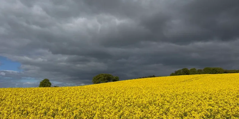 A dazzling yellow field of flowering oil seed rape with heavy black clouds overhead.
