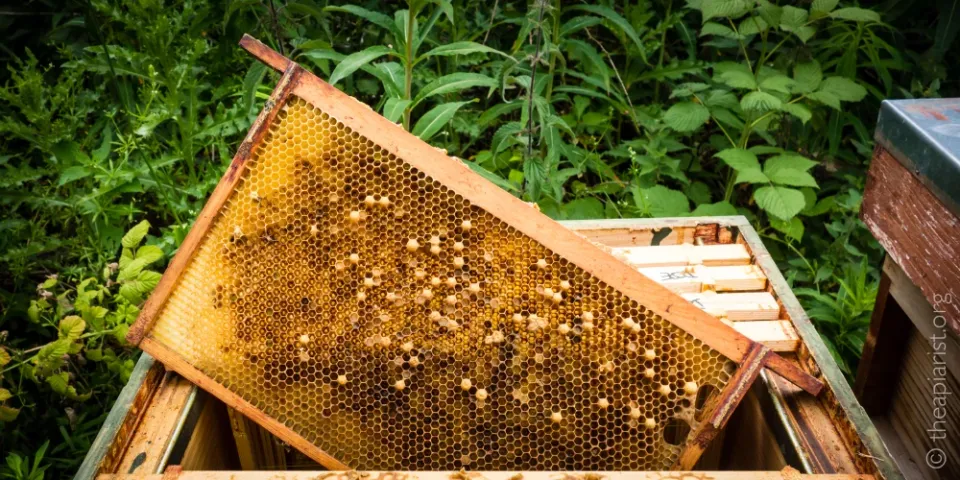 A frame resting on the top of a beehive. The frame contains bullet-shaped developing drone brood, a characteristic sign of the presence of laying workers in the hive.