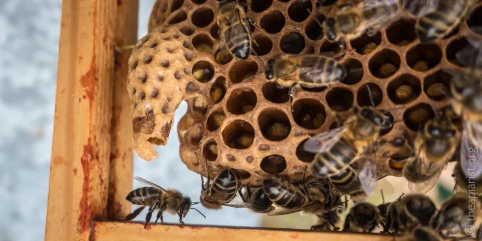 A photograph of the bottom corner of a frame from a bee hive with an open queen cell.