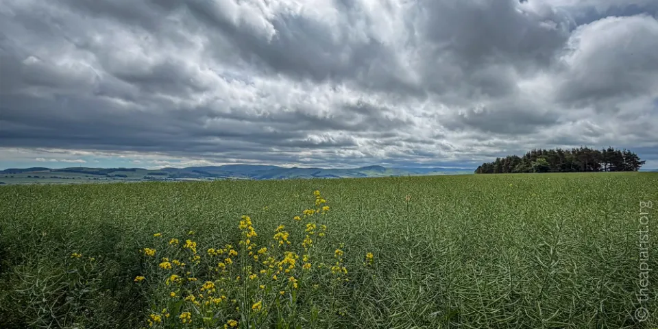 A field of oil seed rape once flowering has finished, with heavy clouds and distant views of the hills.