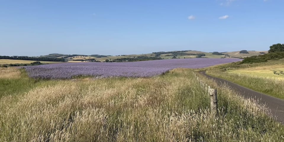 A view across Scottish farmland to a field of flowering blue Phacelia, with a fencepost in the foreground, and a road running down the edge of the field.