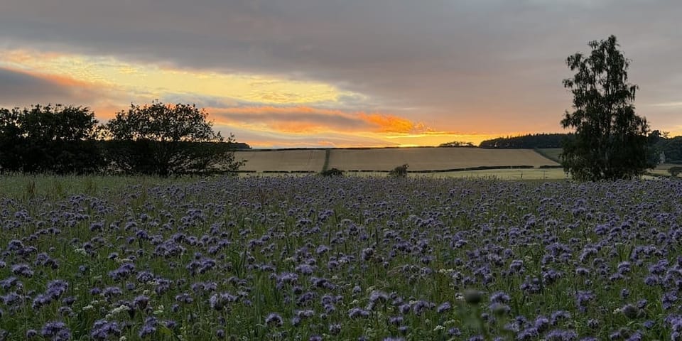 A golden July sunset viewed over a field of purple Phacelia