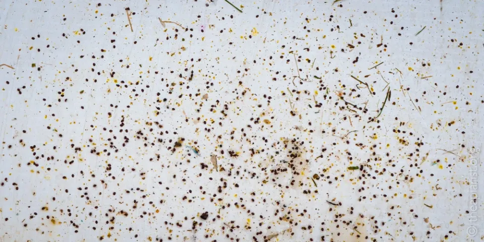 A white tray with several hundred small red Varroa mites scattered on it.
