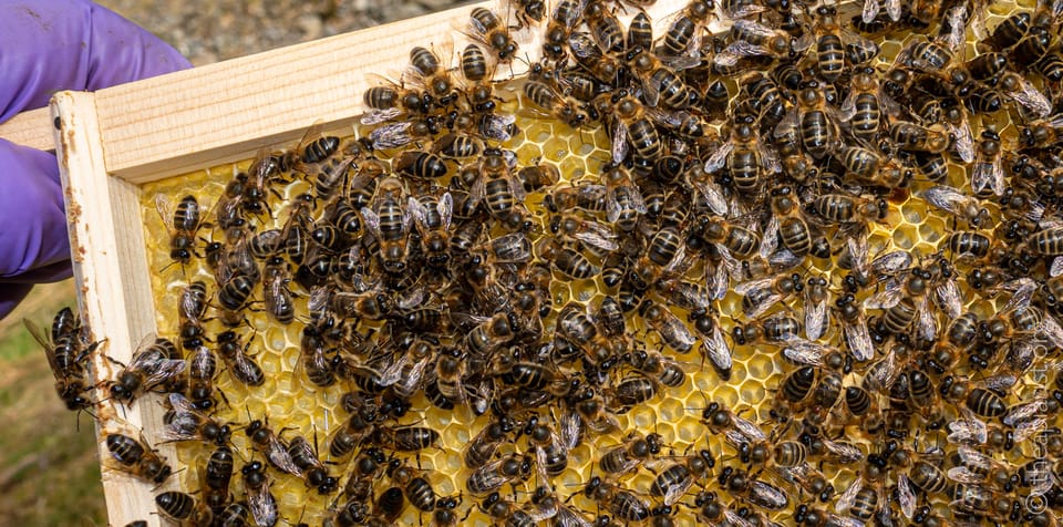 A gloved hand in purple latex holds a wooden beehive frame densely covered with hundreds of honeybees crawling across golden honeycomb cells, with a virgin queen present among the worker bees