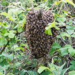 A small swarm