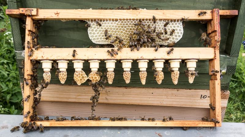 Capped queen cells