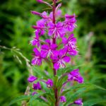 Rosebay willowherb