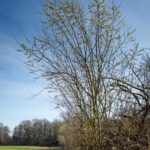 Apiary willows