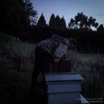 Late evening in the apiary