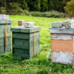 Shared apiary ...