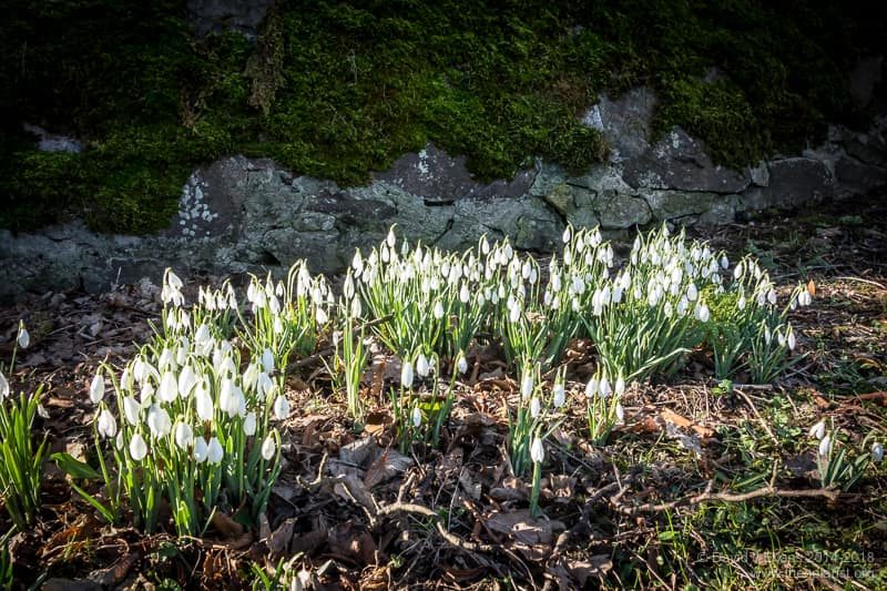 Yet more snowdrops ...
