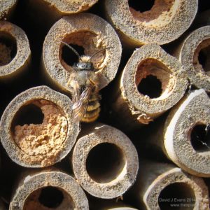 Red mason bee