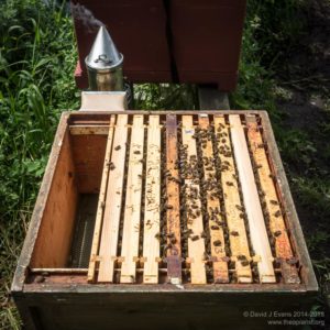 Marked frame (X) with larvae and eggs ...