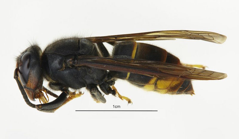 Asian hornet