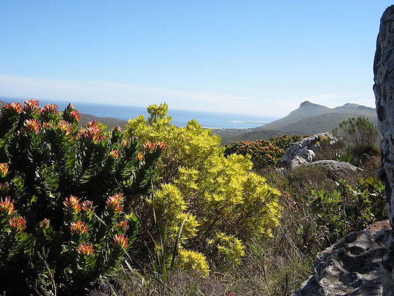 Western Cape Fynbos region of South Africa