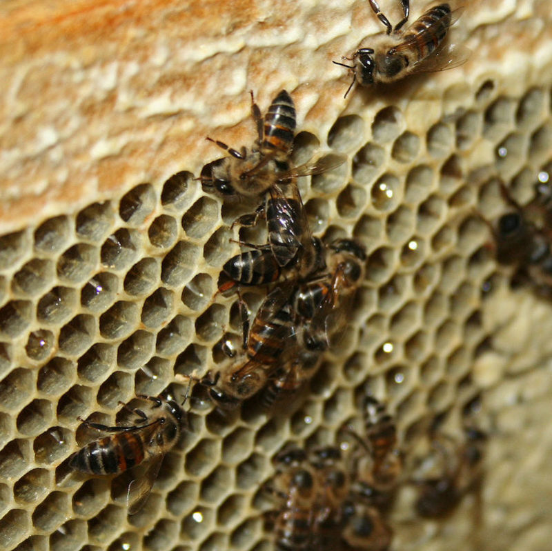 Cape honey bees 