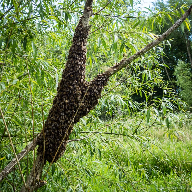 Swarm Lure - Simply Bee - Ubusi Beekeeping Pty. Ltd