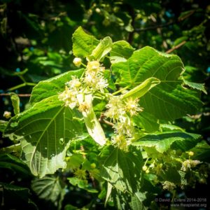 Lime can yield well in July