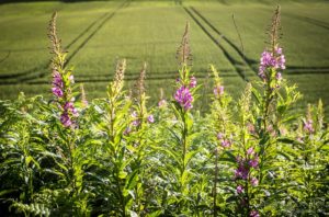 Rosebay willow herb