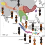 Asian hornet distribution ...