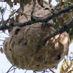 Asian hornet nest 