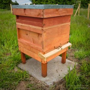 Thorne's budget hive ...