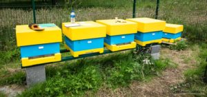 Abelo poly National hives ...