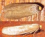 Lesser wax moth (12mm)