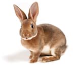 A cute rabbit, not rabbet, from http://www.bbbvet.org.uk