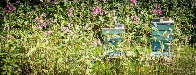 Two National hives and Himalayan balsam