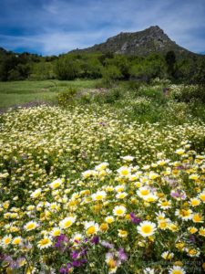 Wildflower meadow Andalucia