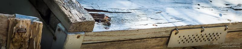 Bees entering an abandoned Layens hive