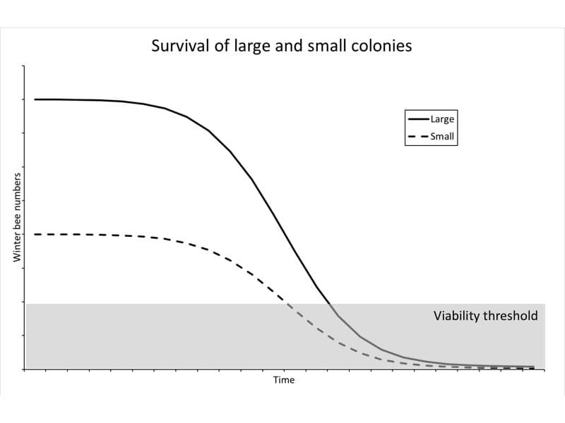 Winter bee numbers in strong and weak colonies.