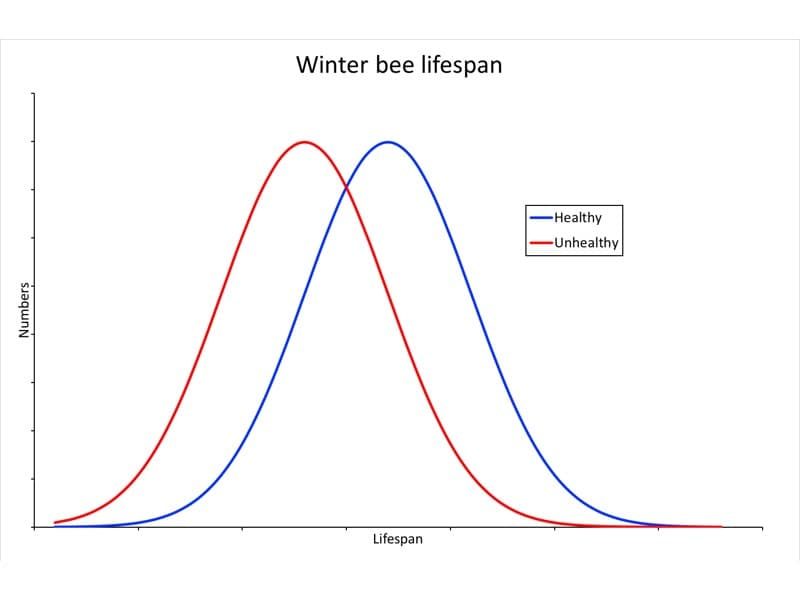 Lifespan of winter bees