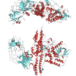 Botulinum toxin