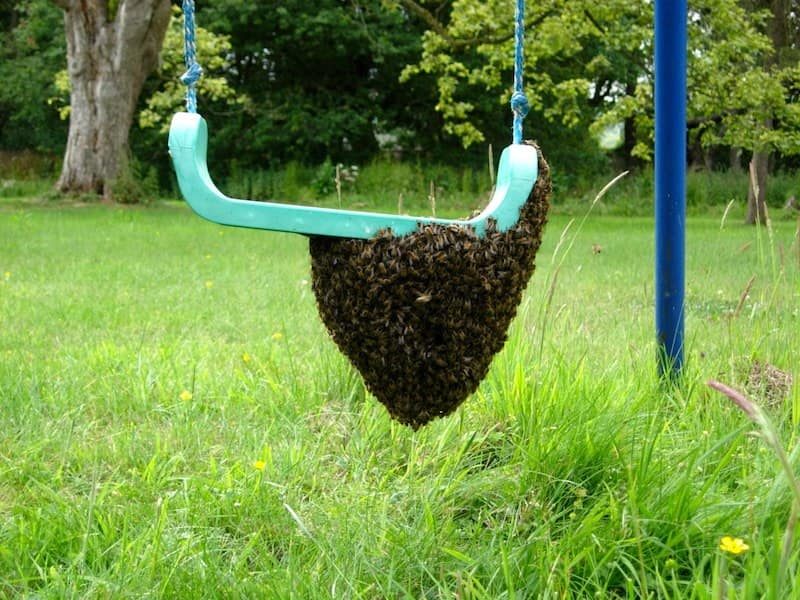 Swarm on a swing ... not ideal if it's in the next door garden