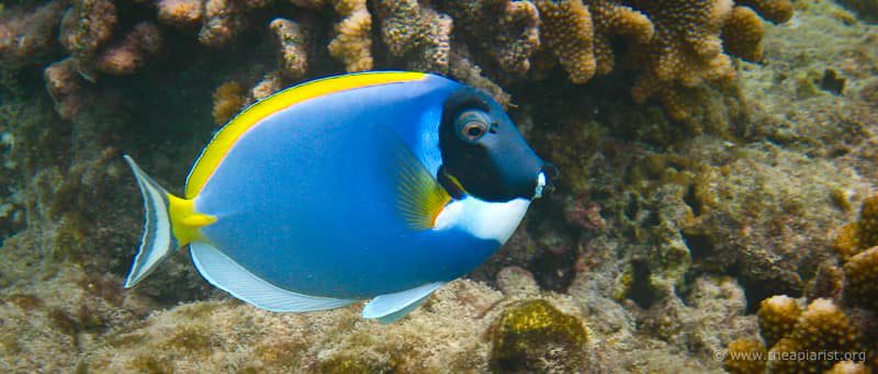 Powder blue surgeonfish, Maldives