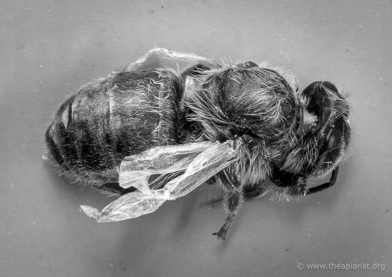 Worker bee with DWV symptoms